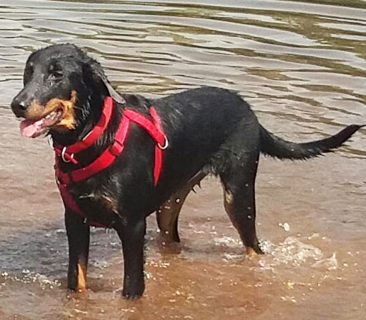  domainedelalicorne.fr photo chien beauceron photo chiot beauceron Elevage de beauceron chiot beauceron pure race élevage du clos de la licorne elevage des gardiens de la licorne elevage beauceron noir et feu authentique gros gabarits élevage de Beauceron familial sérieux et qualité domainedelalicorne.fr suivi des chiots conseil d’éducation chiot propre bas rouge santé caractère spécialiste du beauceron noir et feu ou arlequin chien rustique berger de France  nos chiots sont élevés avec amour et attention notre passion au service de la qualité Beauceron de qualité et sportif domaine de la licorne 04380 BARRAS élevage en liberté éleveur berger de beauce élevage de beauceron de travail 06 11 20 51 93 site domainedelalicorne.fr mail domainedelalicorne@gmail.com